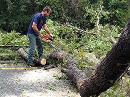 How Our Tree Care Process Works  in  Flemington, NJ